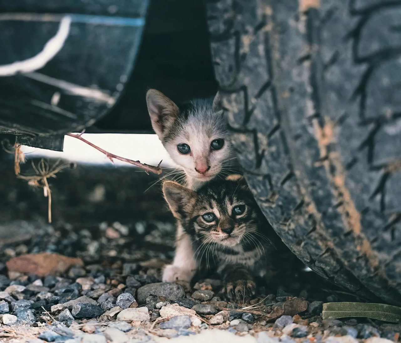 Two kittens sheltering under a parked vehicle beside a tire on gravel, the kind of community cats the Trap-Neuter-Return program reaches