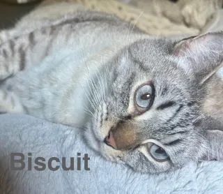 Biscuit, a lynx-point tabby cat, resting his head on a soft gray blanket