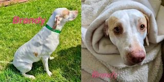 Two photos of Brandy, a white pointer with tan ears: sitting on a lawn in a green collar, and wrapped snug in a fleece blanket