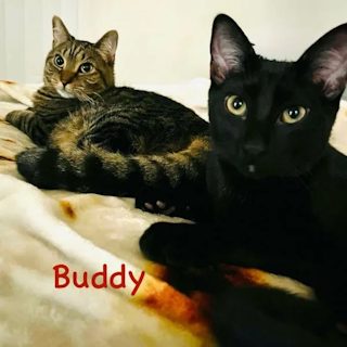 Buddy, a black kitten, lounging on a blanket beside his tabby housemate in his new home