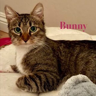Bunny helped by Paws In Need