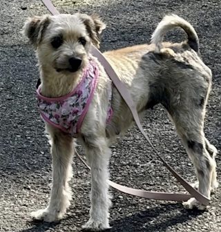 Eve helped by Paws In Need