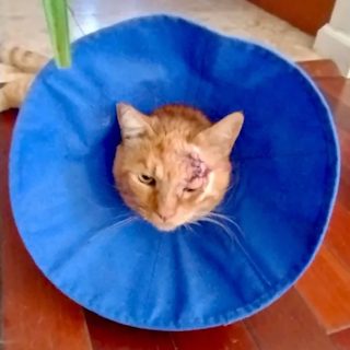 Garfield, an orange outdoor cat, wearing a soft blue recovery cone after abscess surgery near his eye