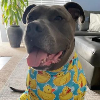 Hendricks helped by Paws In Need
