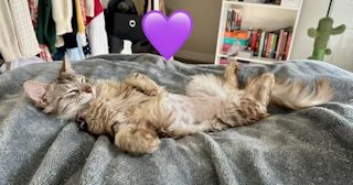 Indi helped by Paws In Need