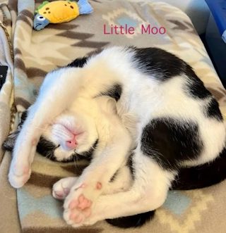 Little Moo, a black-and-white kitten, asleep on a patterned blanket with a paw over her face and a plush toy nearby