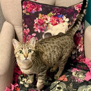Maisy, a brown tabby teen cat, standing on an armchair in her foster home