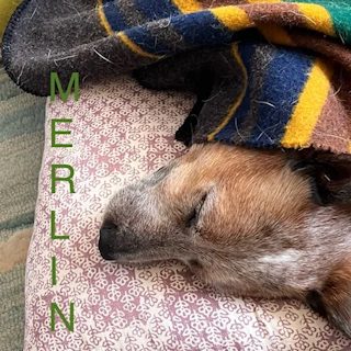 Merlin, a red heeler, asleep under a striped wool blanket with his head on a pillow