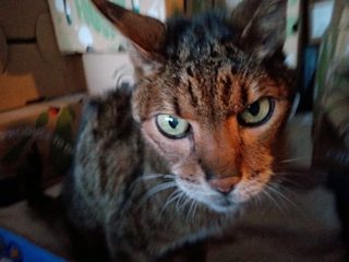 Monkey helped by Paws In Need