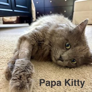 PapaKitty helped by Paws In Need