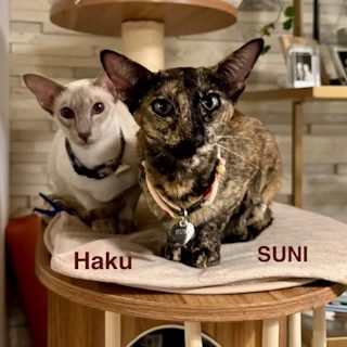 Suni helped by Paws In Need