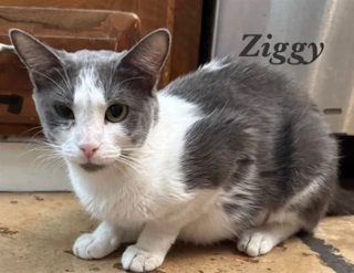 Ziggy, a gray-and-white cat, crouched on a kitchen floor